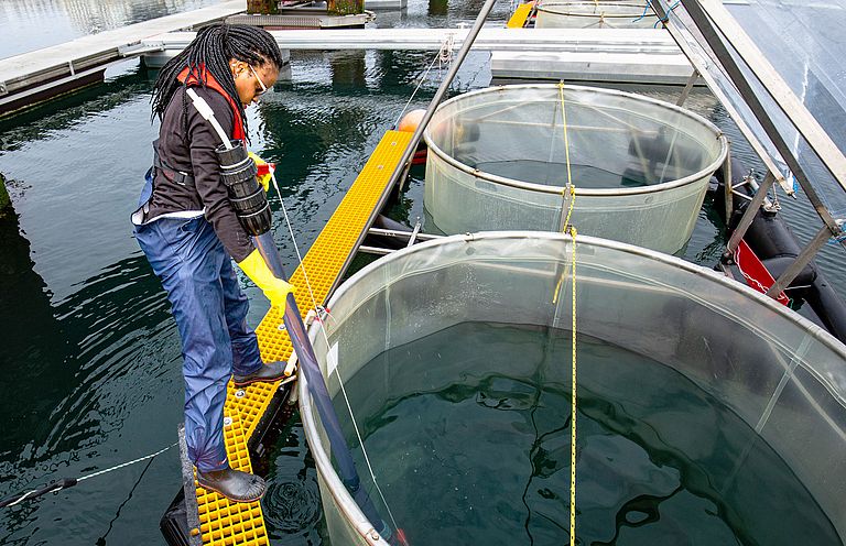 Leila Kittu vom GEOMAR nimmt während eines Msookosmen-Experiments 2023 auf Helgoland Wasserproben für Chlorophyll- und Nährstoffanalysen. Foto: Michael Sswat, GEOMAR