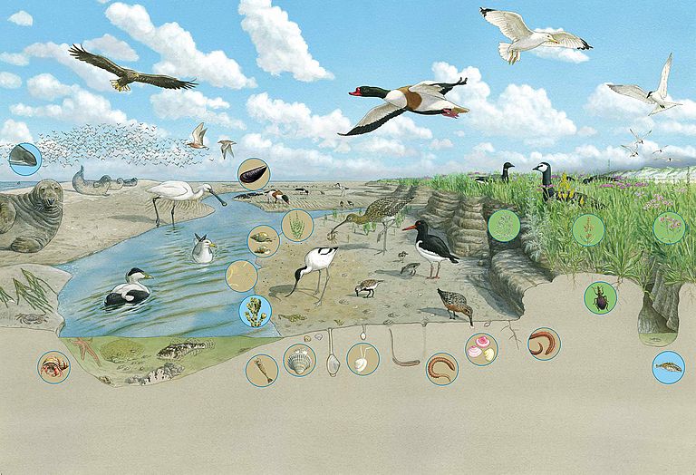 The coastal ecosystem of the Wadden Sea. Marine areas harbour a particularly large number of parasites. This is because they find a large number of suitable hosts there, such as snails, mussels, crabs, fish and birds. Illustration: Michael Papenberg/IWSS