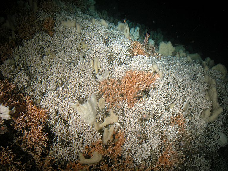 Cold water corals, sponges and sea anemones on the Stjernsund Reef off the coast of northern Norway. Poto: JAGO Team, GEOMAR