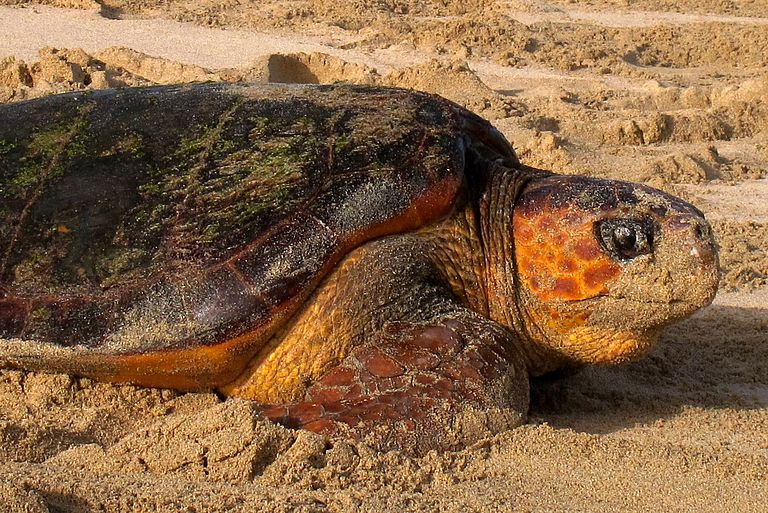 Steht auf der Liste der bedrohten Arten: Die Unechte Karettschildkröte. Foto: V. Stiebens, GEOMAR