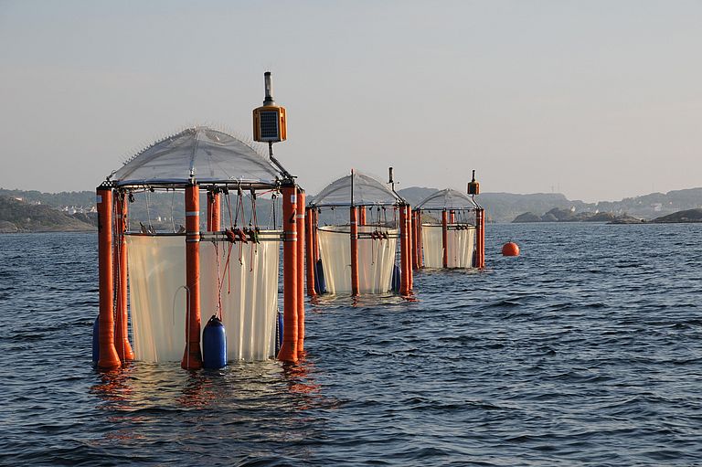 Im Jahr 2013 waren die Kieler Offshore-Mesokosmen im schwedischen Gullmarsfjord im Einsatz, um die Anpassung von Ökosystemen an Ozeanversauerung unter möglichst natürlichen Bedingungen zu untersuchen. Foto: Maike Nicolai/GEOMAR (CC BY 4.0)