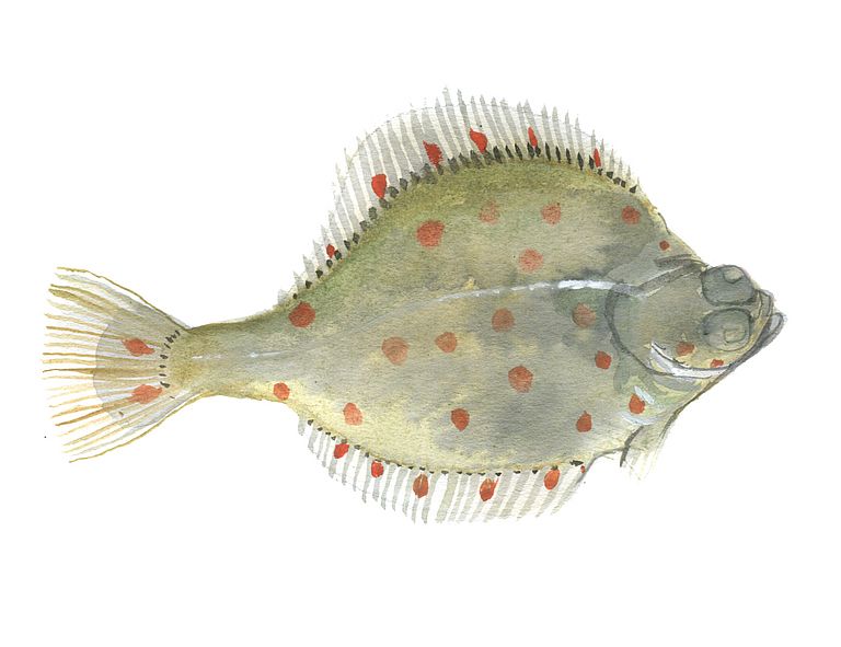 Scholle (Pleuronectes platessa), Zeichnung: Signe Kjær.