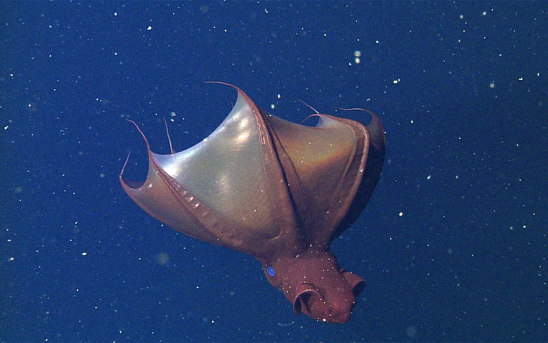 While squid in shallower waters reproduce only once, vampire squid have multiple reproduction cycles. © 2014 MBARI