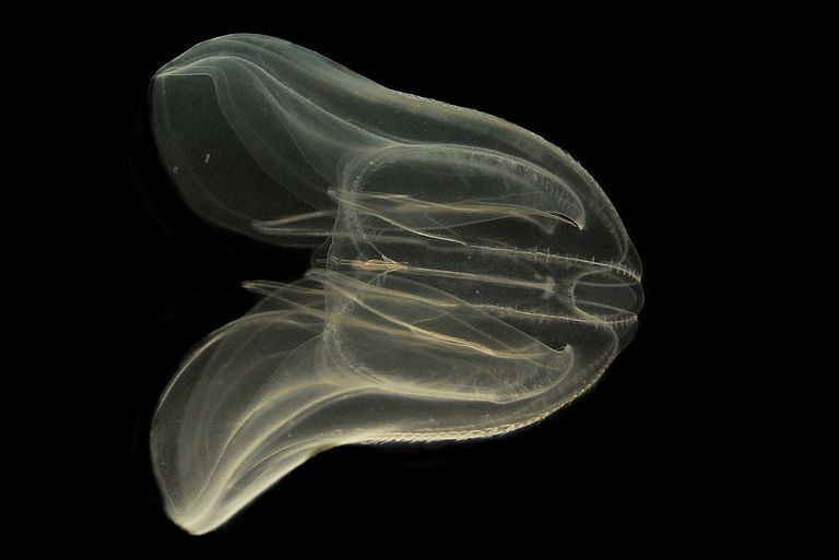 The comb jelly Mnemiopsis leidyi.