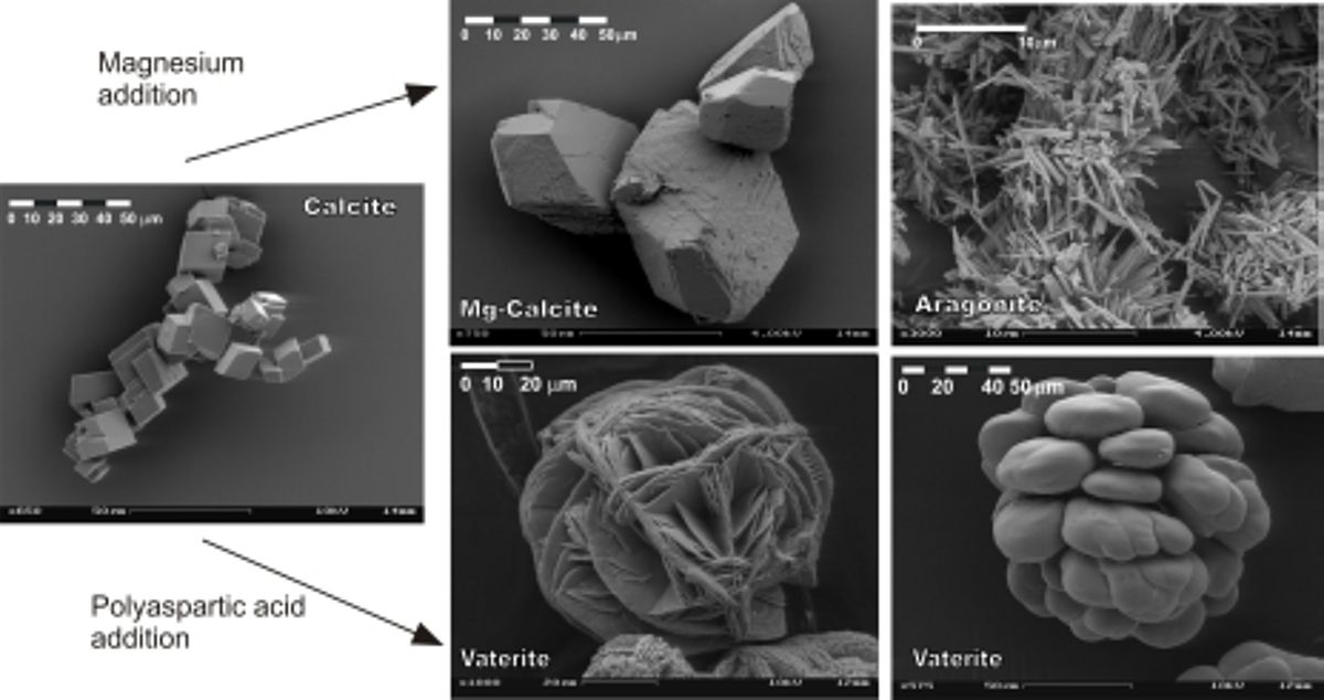 Calcium carbonate polymorphs calcite, aragonite and vaterite and the additives for their formation (images by Andrea Niedermayr, TU Graz).