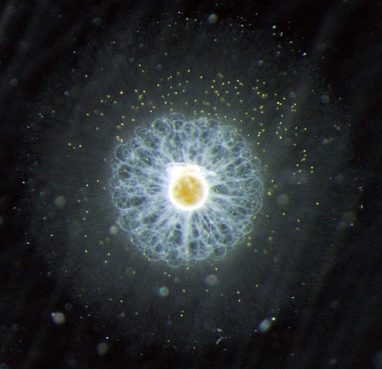 An unicellular organismn of the species Thalassicolla caerulea. Photo: Tristan Biard