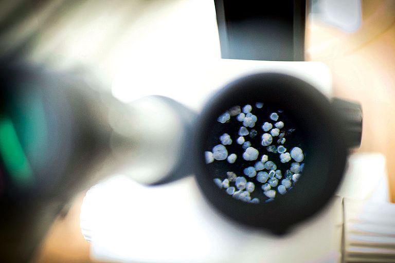 Foraminiferen durch ein Lichtmikroskop betrachtet. Foto: Guido Bergmann