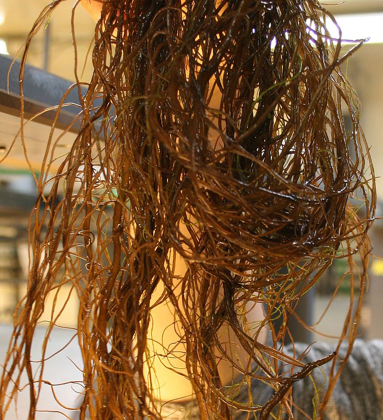 Close-up of Gracilaria in the lab. Foto: Mahasweta Saha, GEOMAR