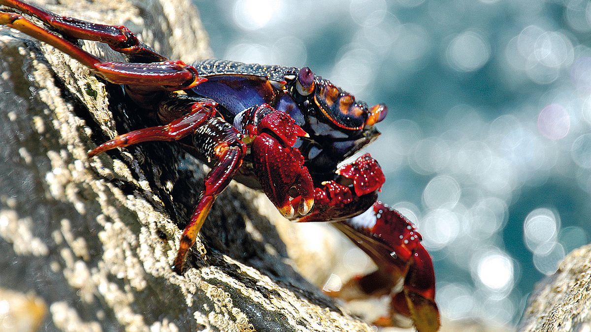 The East Atlantic red rock crab lives mainly off the coast of West Africa and the Macaronesian islands.