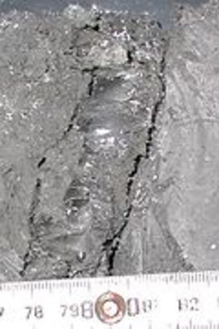 Während der Expedition TRANSDRIFT VIII mit dem russichen Bohrschiff "Kimberlit" im Jahr 2000 gelang es erstmals, submarinen Permafrost in der zentralen Laptev-See in 38 Meter Wassertiefe zu erbohren. Das Photo zeigt eine zwei Zentimeter mächtige Eislage in knapp 14 m Teufe. Die Expedition TRANSDRIFT VIII wurde im Rahmen des BMBF-Verbundvorhabens "System Laptev-See" unter Federführung des GEOMAR und AARI St. Petersburg durchgeführt. Foto: H. Kassens, GEOMAR