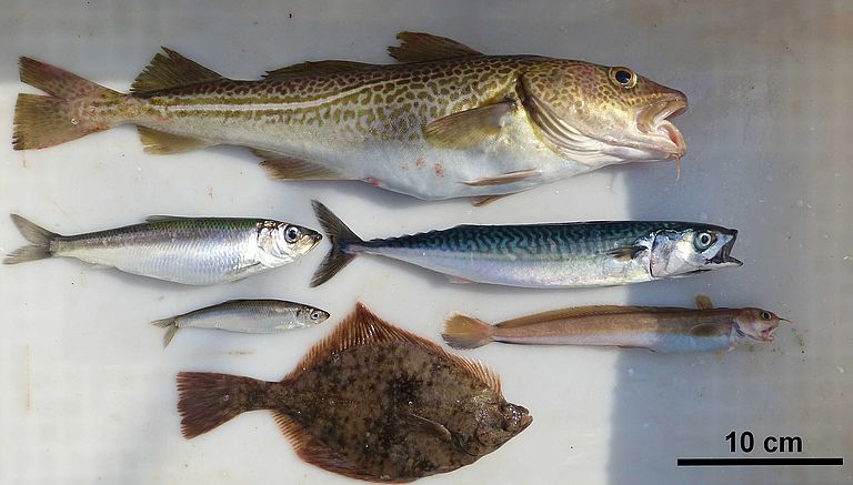 Dorsch (oben), Hering (links), Sprotte (darunter), Makrele (rechts), Vierbärtelige Seequappe (Darunter) und Flunder (unten) gehören zu den wichtigsten Fischarten der zentralen Ostsee. Die Fischdiversität ist hier im Vergleich zu anderen Meeresgebieten gering. Das Wegfallen oder Hinzukommen einer Art wirkt sich deshalb umso gravierender aus. Foto: S. Nickel, GEOMAR