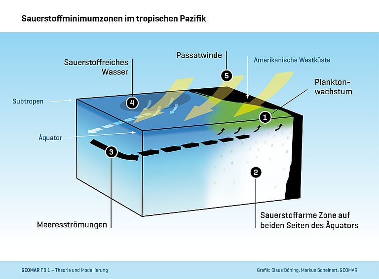 Scheme of the tropical Pacific: Strong growth of plankton (1) leads to a high oxygen consumption and extended oxygen minimum zones (2). Ocean currents (3) at a few hundred meters depth provide an influx of oxygenated water from the subtropics (4). Fluctuations of the trade winds (5) influence the strength of these currents. Graphics: Claus Böning, Markus Scheinert, GEOMAR