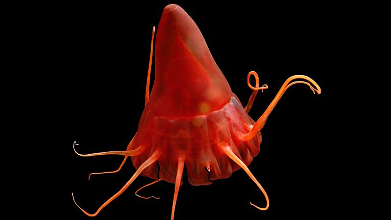 A red deep-sea jellyfish