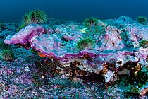 Massive coralline alga, Clathromorphum nereostratum, endemic to the Aleutian Islands and Bering Sea with associated green sea urchins, Strongylocentrotus polyacanthus. Photo taken by Joe Tomoleoni as part of NSF PLR-1316141, PI: Bob S. Steneck, Univ. of Maine