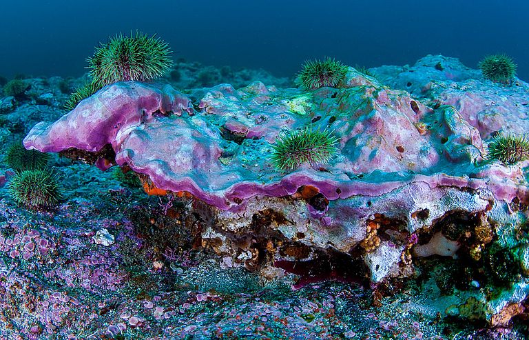 Massive coralline alga, Clathromorphum nereostratum, endemic to the Aleutian Islands and Bering Sea with associated green sea urchins, Strongylocentrotus polyacanthus. Photo taken by Joe Tomoleoni as part of NSF PLR-1316141, PI: Bob S. Steneck, Univ. of Maine