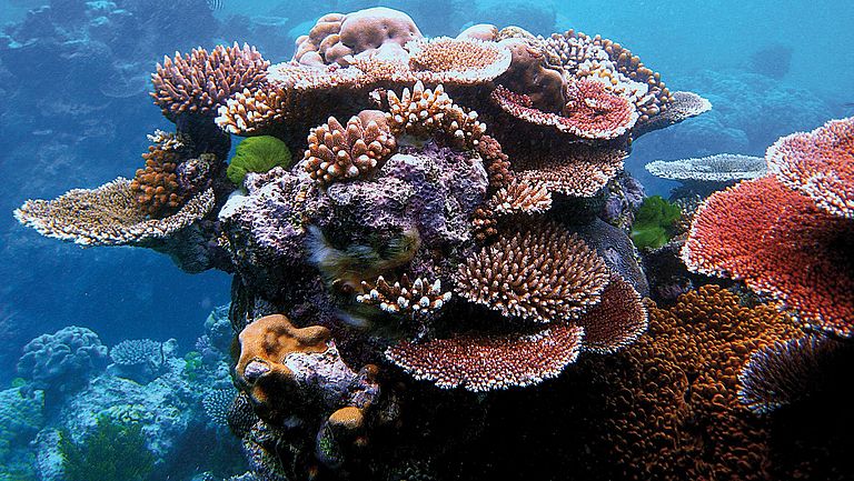 Unterschiedliche Korallenarten formen zusammen einen Riffvorsprung am Flynn Reef, Australien.