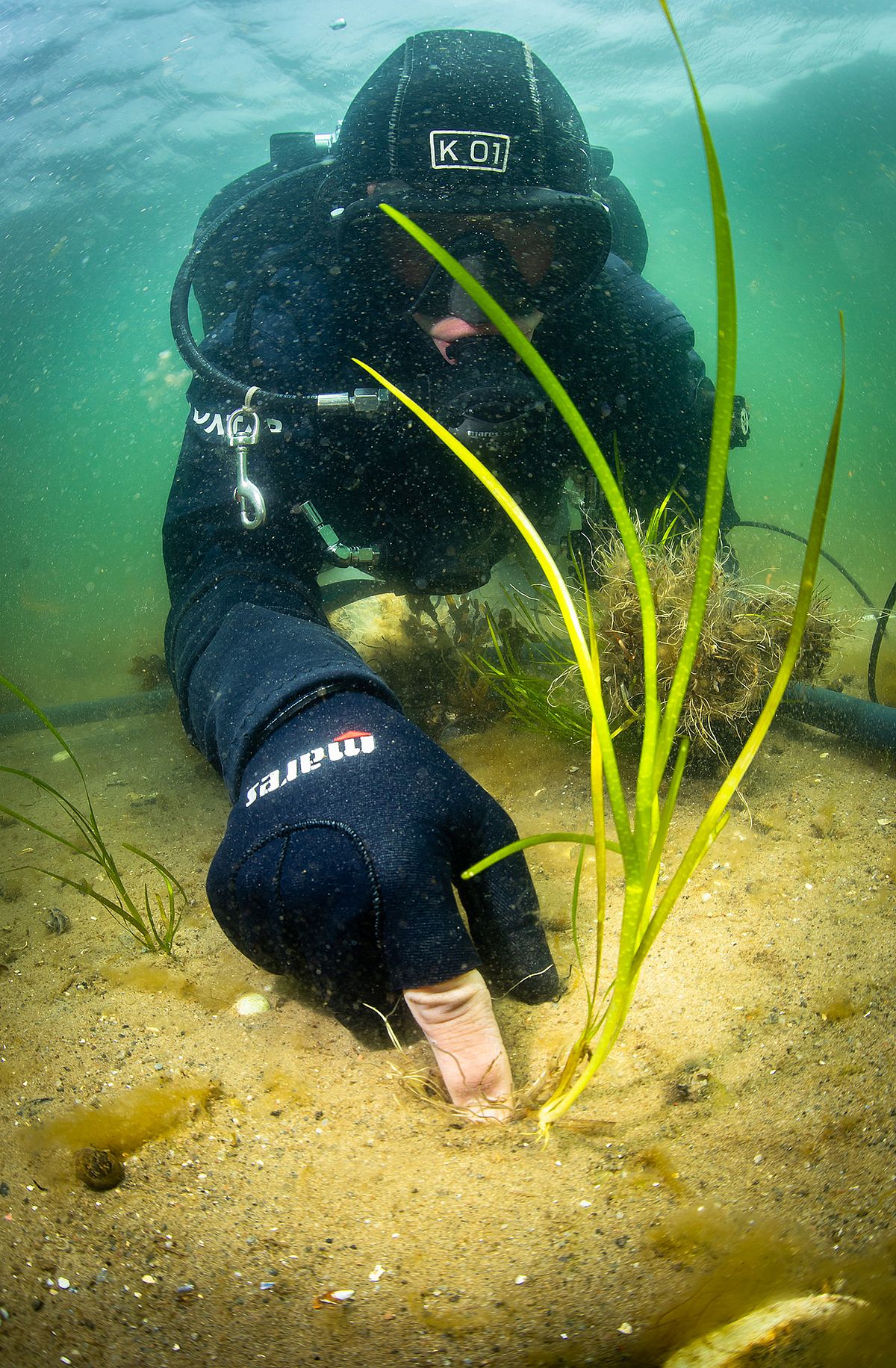 Research diver planting seagrass