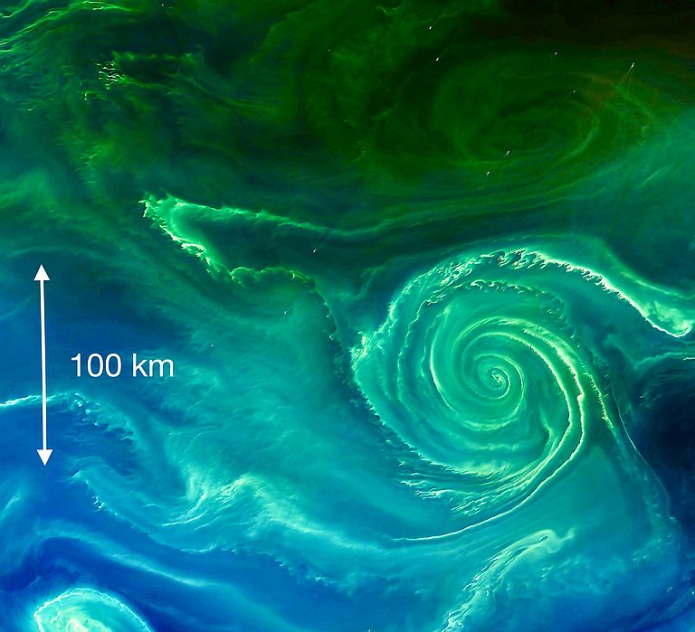 Phytoplanktonblüten, beobachtet von den Satelliten Aqua MODIS und Landsat 8 OLI am 23. Juli 2018. Credit: NASA