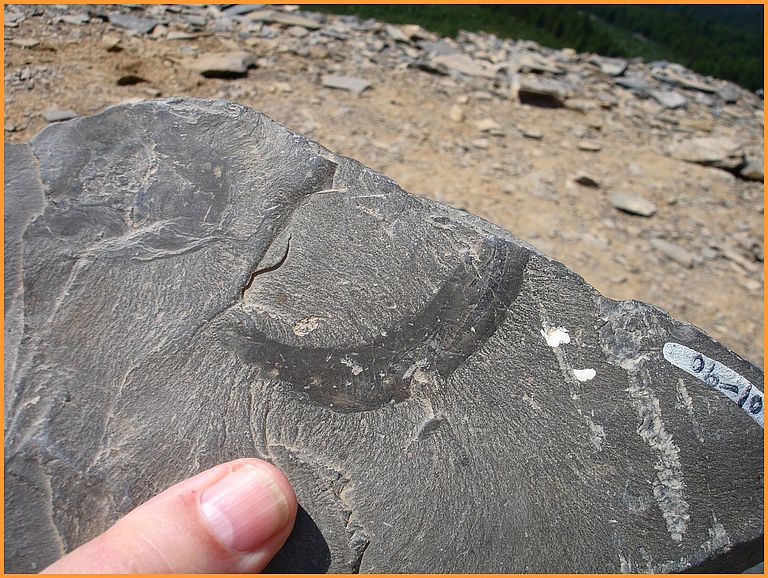 Fossil eines Priapoliden-Wurms Ottoia, gefunden im Burgess Schiefer des kanadischen Yoho-Nationalparks. Diese Art Würmer sind ein Beispiel für die zu Beginn des Kambriums neu auftretenden Tiere, die den Meeresboden durchwühlten und so die Bedingungen in den Ozeanen veränderten. Foto: Martin Brasier, University of Oxford