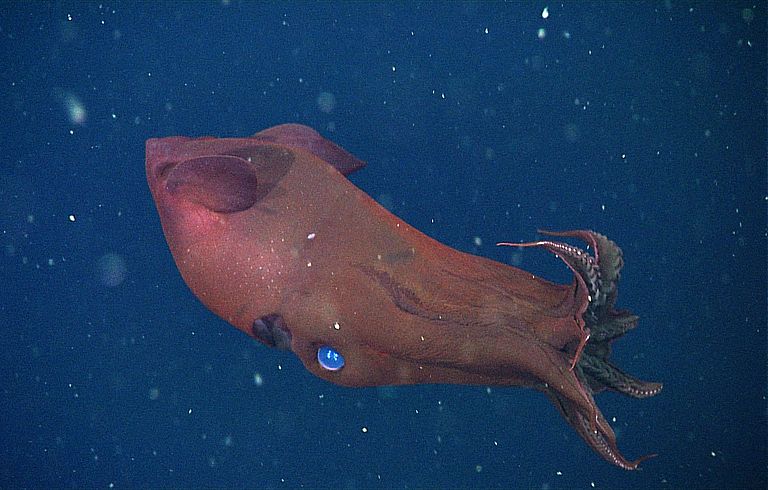 Vampire squid Vampyroteuthis infernalis. © 2012 MBARI