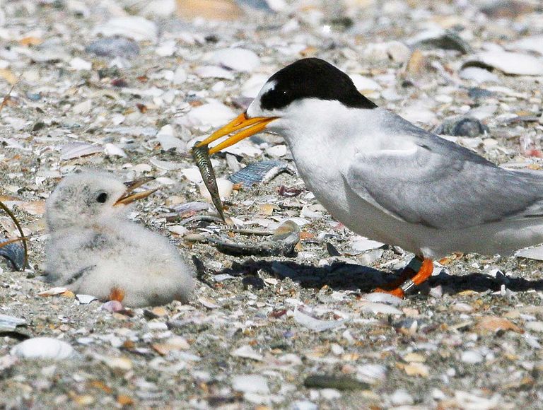 A fairy tern is feeding a goby to its chick in Mangawhai Harbour, New Zealand. Photo: Ian Southey