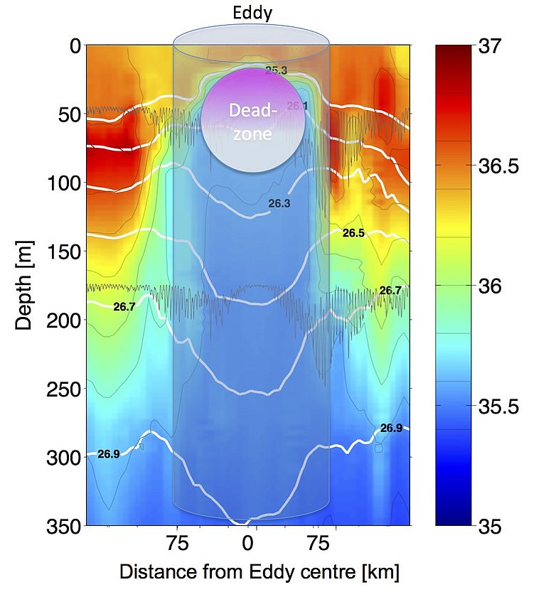 This plot shows a salinity section of the upper 350 metres of sea water observed across an eddy passing through the Cape Verde Ocean Observatory mooring. As the water in the eddy originates from the African Coast it is much lower in salinity than the surrounding water.. Graphic: J. Karstensen, GEOMAR