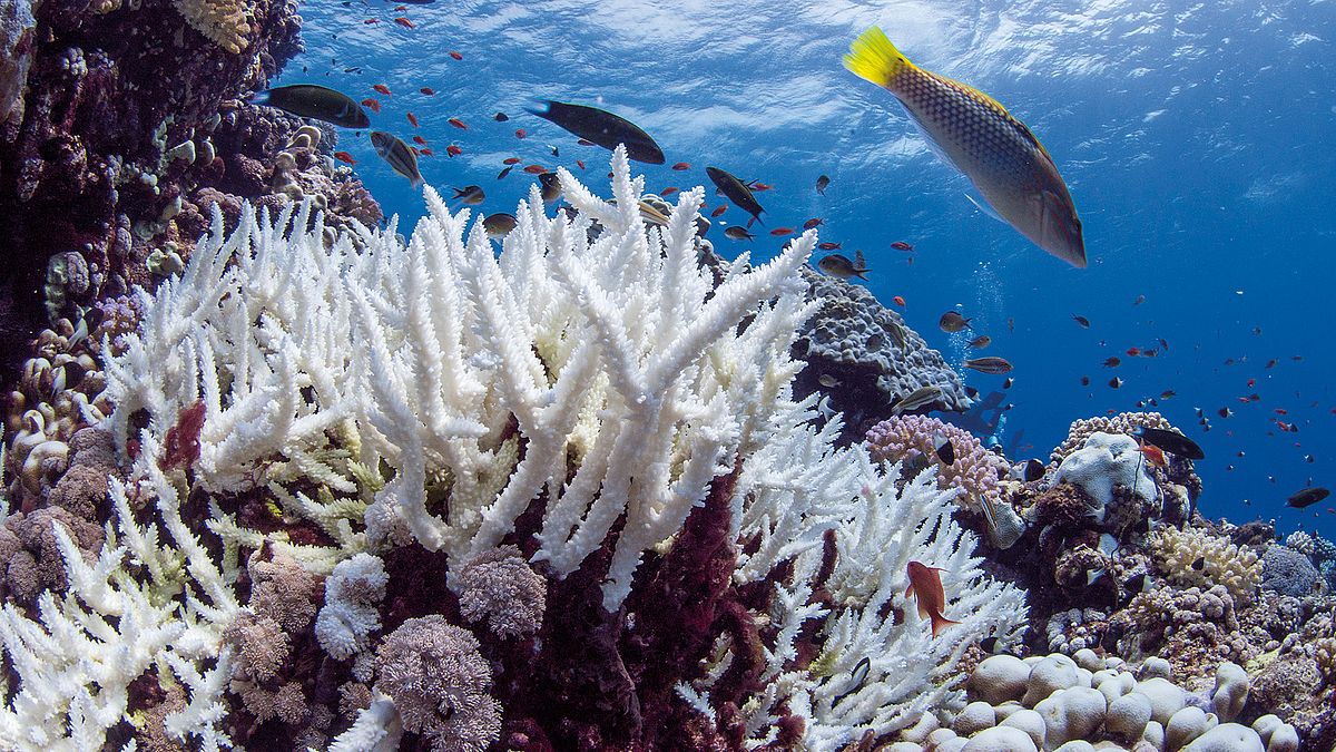 Coral bleaching summer 2015 in the Red Sea. 