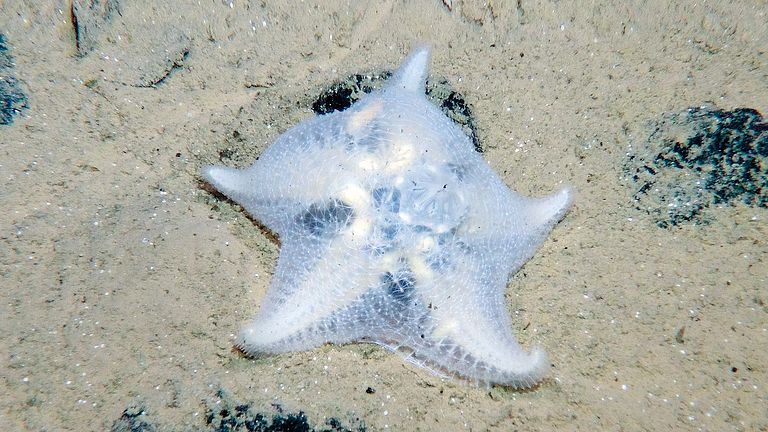Life at manganese nodule habitats: starfish