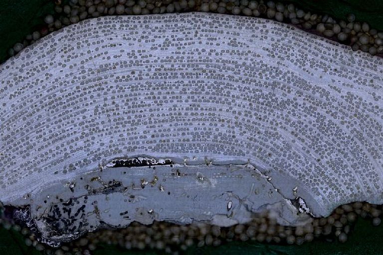 A polished cross-section of C. nereostratum’s skeleton, which contains “year bands” akin to tree rings. Photo: Douglas Rasher