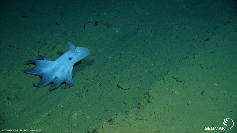 A small blue octopus hovers above the seabed