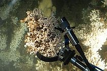 Kaltwasserkorallen wie Lophelia Pertusa bilden an den europäischen Kontinentalhängen von Nordnorwegen bis vor die Küste Westafrikas gewaltige Riffe. Ihre Erforschung steht jedoch noch am Anfang. Foto: Jago-Team, IFM-GEOMAR