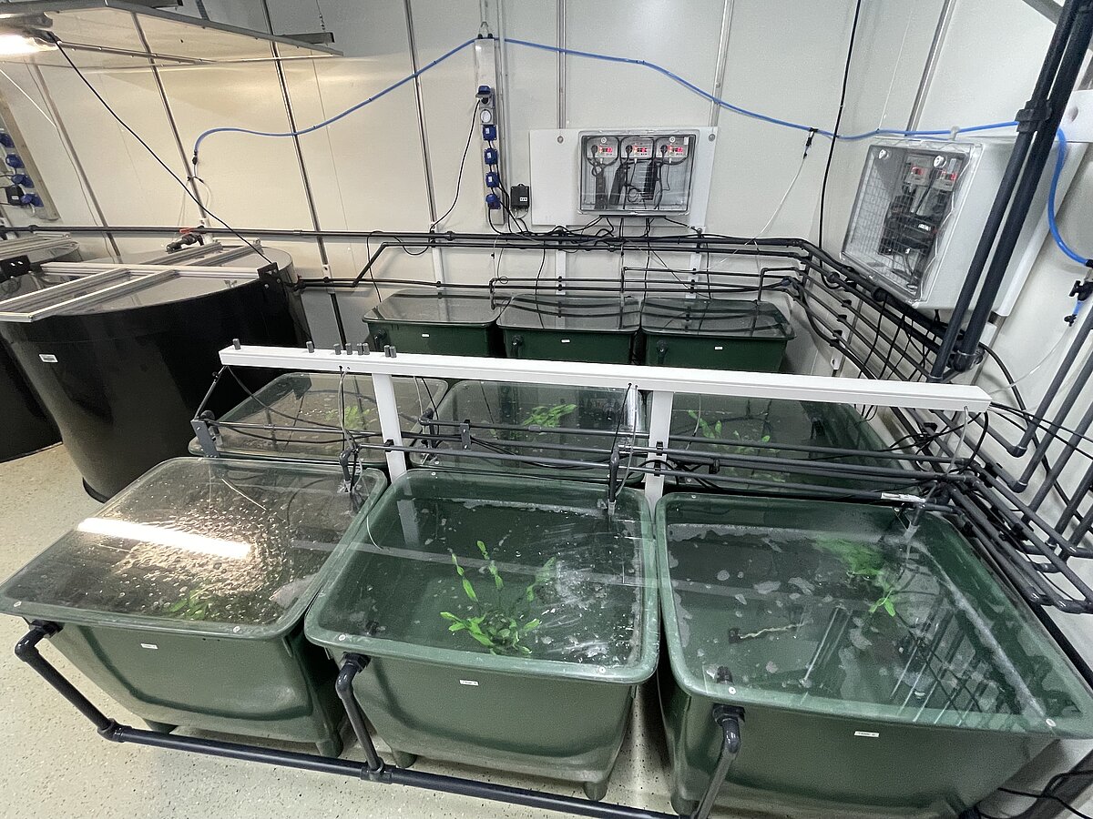 9 green tanks that are connected with a number of tubes and hoses and that contain seawater