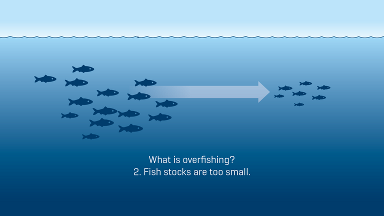 Overfishing: fish stocks are too small