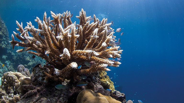 Tropische Korallen befinden sich in den warmen, sonnendurchfluteten Flachwasserbereichen an der Küste.