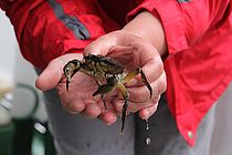 Was lebt denn da im Meer?! - Zum Beispiel eine Strandkrabbe... Foto: Andreas Villwock, GEOMAR