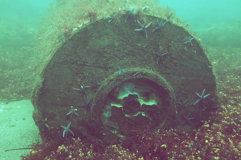 An underwater photo of a rusty bomb; it looks like an old barrel, with seaweed growing on it and starfish living there