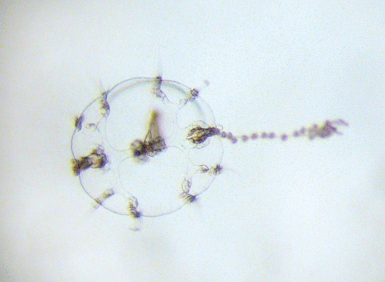 Rippenquallenlarve unter dem Mikroskop. Foto: K. Bading
