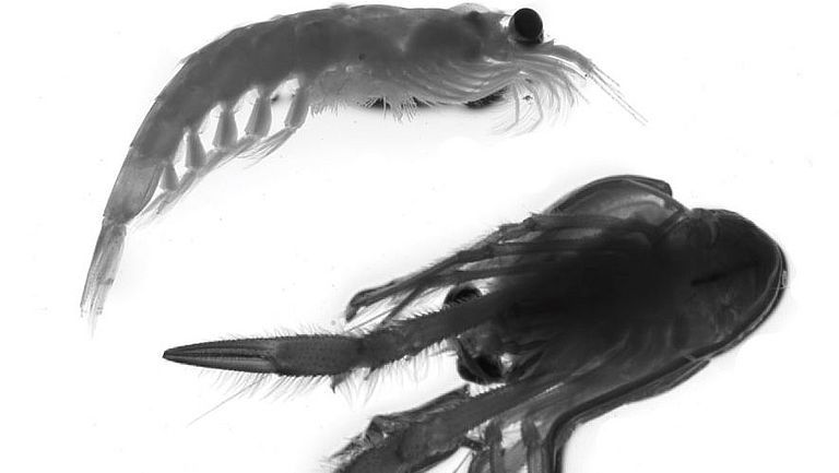 Two zooplankton species