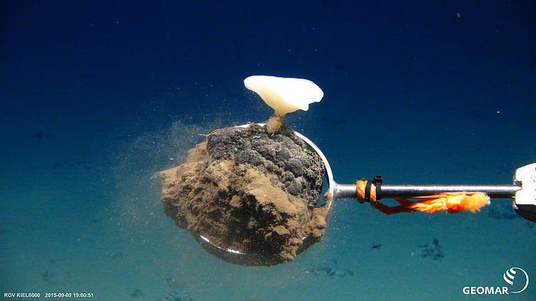 Manganese tuber with deep-sea sponge. Photo: ROV KIEL6000, GEOMAR