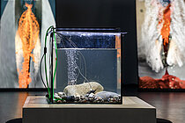 Begegnung mit Muscheln