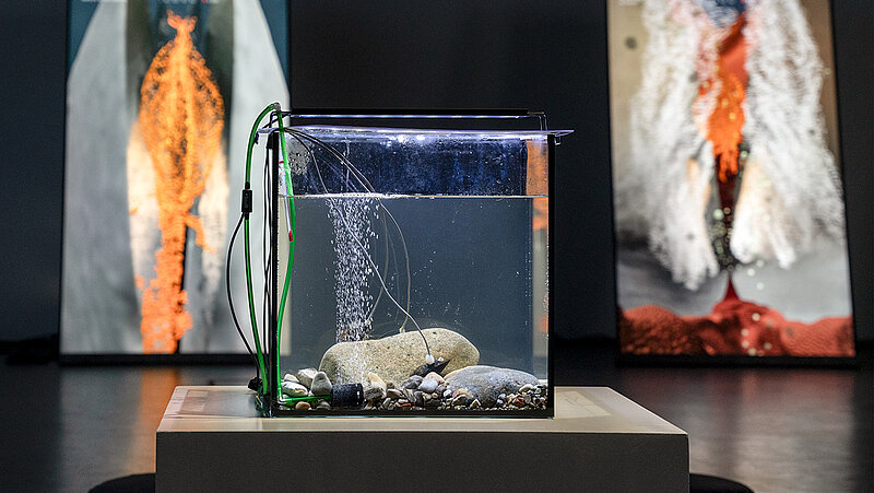 Begegnung mit Muscheln