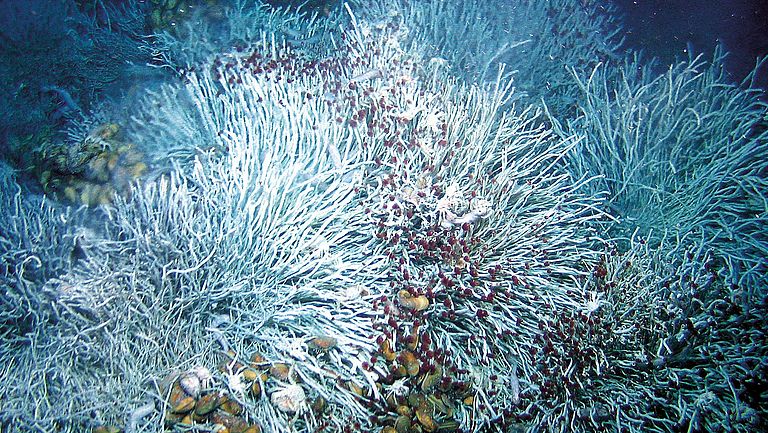 Black smoker biodiversity: tube worms