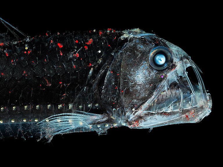 The habitat for deep-sea organisms (e.g. the viper fish) could become smaller in the future. Photo: S. Zankl.