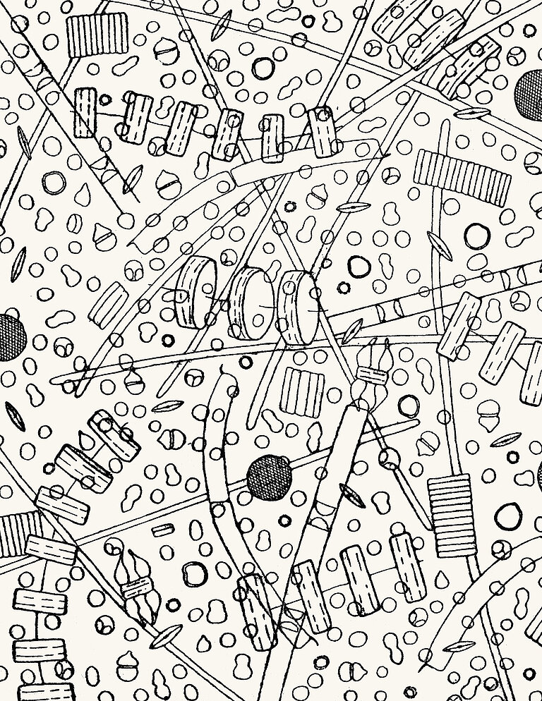 Nanozooplankton under the microscope.