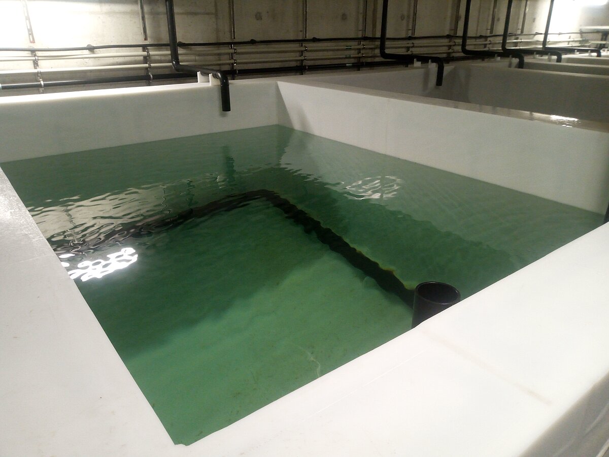 A very large white water basin filled with light greenish seawater