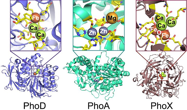 Metal-dependent alkaline phosphatases