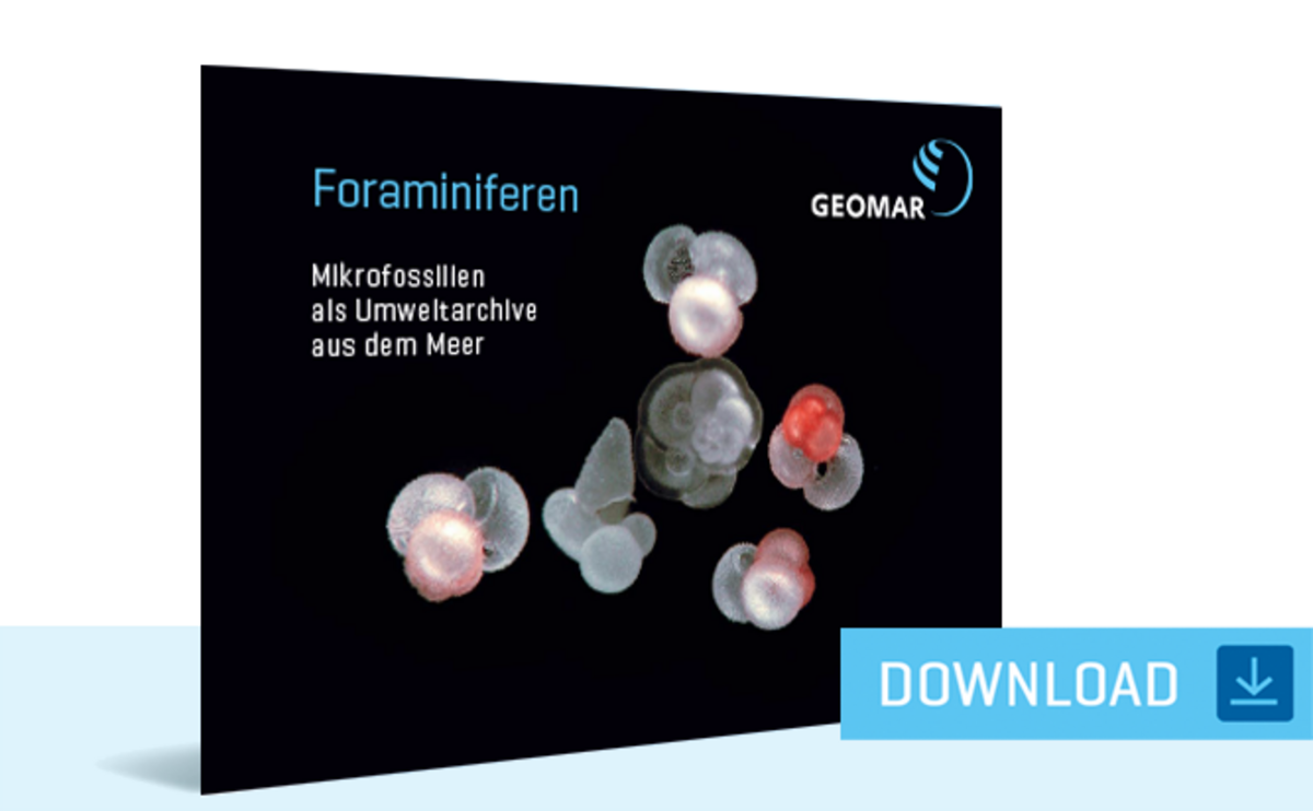 Broschüre "Foraminiferen - Mikrofossilien als Umwelt­­archive aus dem Meer" (PDF) 