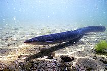 An adult European eel Anguilla anguilla. Photo: J. Schröder, GEOMAR