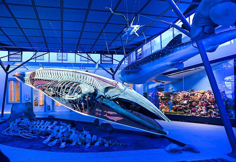 The new "Meeressaal" at Naturkundemuseum Stuttgart