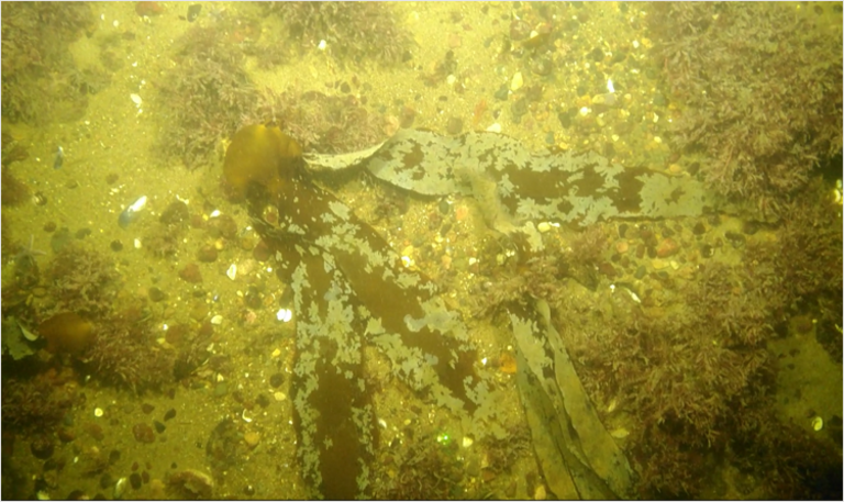 Large sheets of seaweed on the seabed